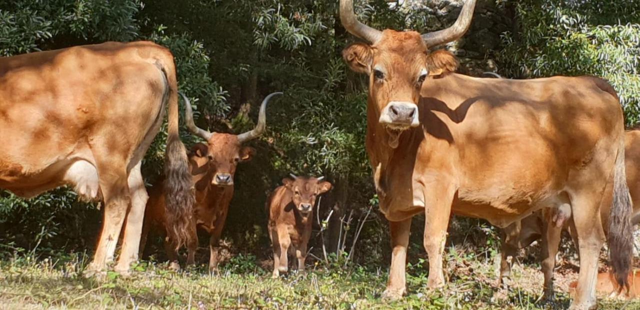 דירות ויירה דו מיניו Quinta Da Quinta מראה חיצוני תמונה